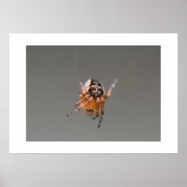 Kleine Oranje Cute Spin  Poster