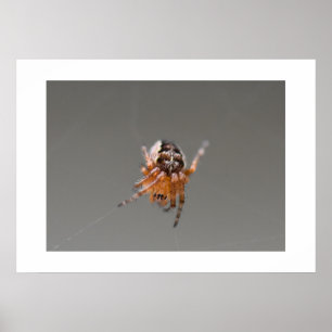 Kleine Oranje Cute Spin Poster