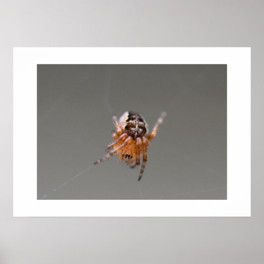 Kleine Oranje Cute Spin Poster (Voorkant)