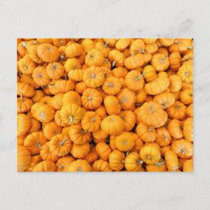 Kleine Oranje Herfst Harvest Pumpkins Briefkaart