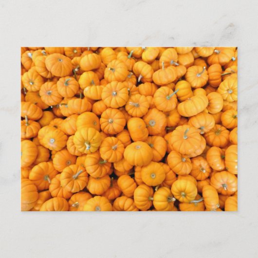 Kleine Oranje Herfst Harvest Pumpkins Briefkaart (Voorkant)