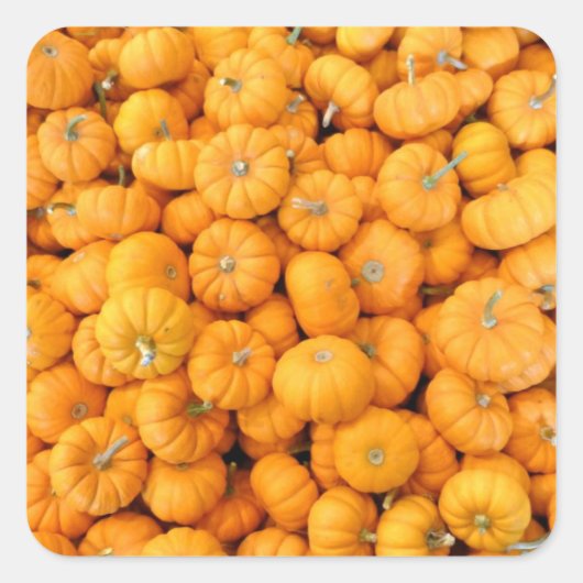 Kleine Oranje Herfst Harvest Pumpkins Vierkante Sticker (Voorkant)
