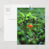 Kleine Oranje paddenstoel Briefkaart (Voorkant / Achterkant)