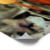 Kleine Oranje paddenstoelen Natuur Poster (Hoek)