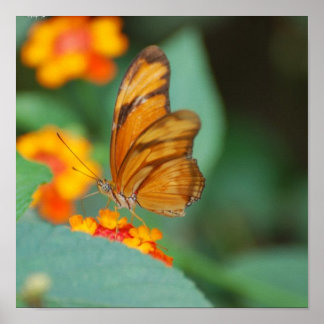 Kleine Oranje vlinder Poster
