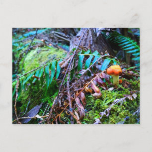 Kleine Oranje wilde paddenstoel in het bos Briefkaart