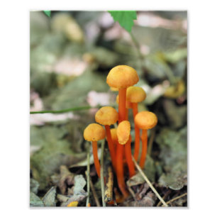 Kleine Oranje wilde paddenstoelen, 8x10 Natuur afd Foto Afdruk