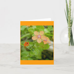 Kleine Oranje Wildflower Scarlet Pimpernel Feestdagen Kaart