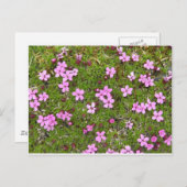 Kleine Paarse Alaskan Flower Briefkaart (Voorkant / Achterkant)