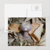 Kleine Paarse paddenstoel Briefkaart (Voorkant / Achterkant)