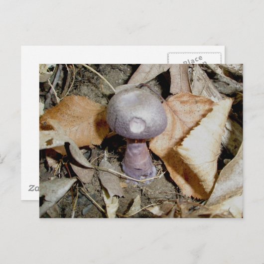 Kleine Paarse paddenstoel Briefkaart (Voorkant / Achterkant)