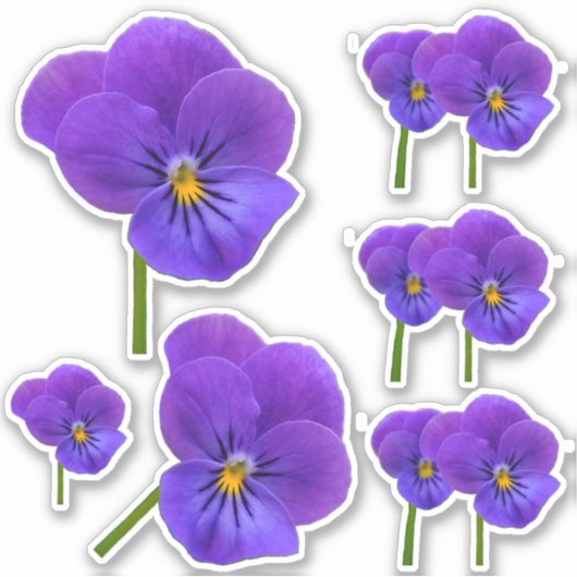 Kleine Paarse Pansievergadering Sticker (Voorkant)