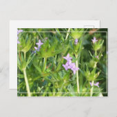 Kleine Paarse wilde bloemen Briefkaart (Voorkant / Achterkant)