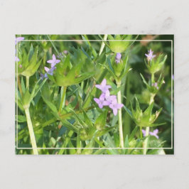 Kleine Paarse wilde bloemen Briefkaart