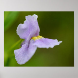 Kleine Paarse wilde orchidebloem Poster