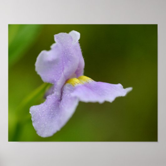 Kleine Paarse wilde orchidebloem Poster (Voorkant)