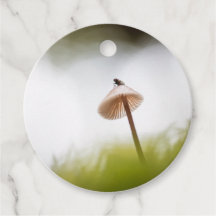 Kleine paddenstoel Natuur Foto