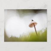 Kleine paddenstoel Natuur Foto Briefkaart (Voorkant)
