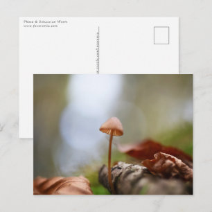 Kleine paddenstoel Natuur Foto Briefkaart