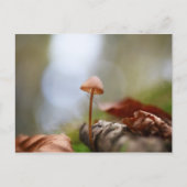 Kleine paddenstoel Natuur Foto Briefkaart (Voorkant)