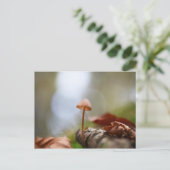 Kleine paddenstoel Natuur Foto Briefkaart (Staand voorkant)