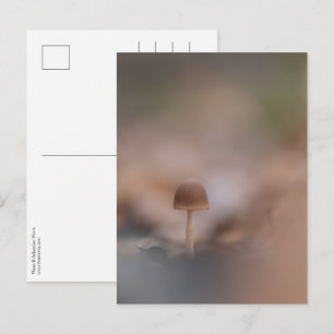 Kleine paddenstoel Natuur Foto Briefkaart