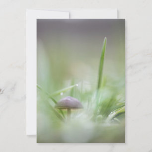 Kleine paddenstoel Natuur Foto Feestdagenkaart