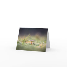 Kleine paddenstoel Natuur Foto