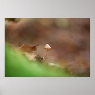 Kleine paddenstoel Natuur Foto Poster