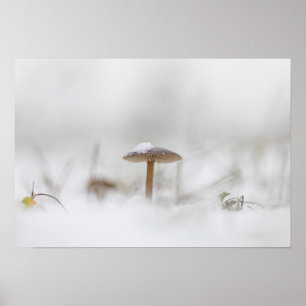 Kleine paddenstoel Natuur Foto Poster