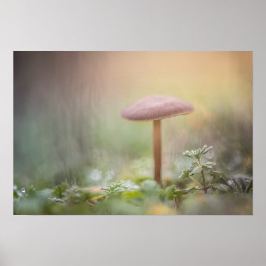 Kleine paddenstoel Natuur Foto Poster (Voorkant)