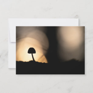 Kleine paddenstoel Natuur Fotokaart