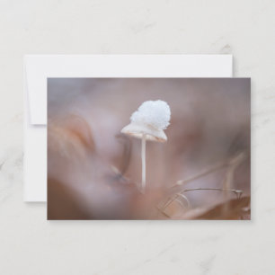 Kleine paddenstoel Natuur Fotokaart