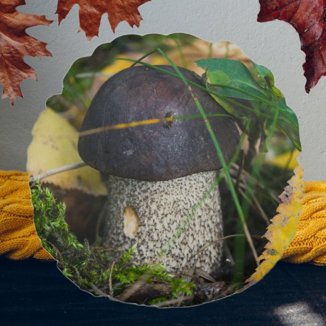 Kleine paddenstoel rond kussen (Creator heeft geüpload)