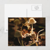 Kleine paddenstoelen briefkaart (Voorkant / Achterkant)