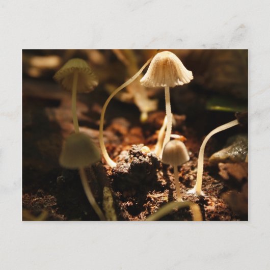 Kleine paddenstoelen briefkaart (Voorkant)
