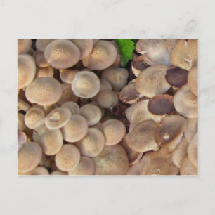 Kleine paddenstoelen briefkaart