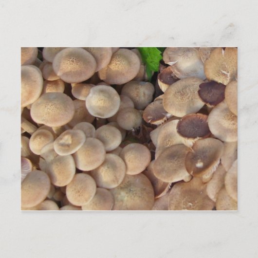 Kleine paddenstoelen briefkaart (Voorkant)