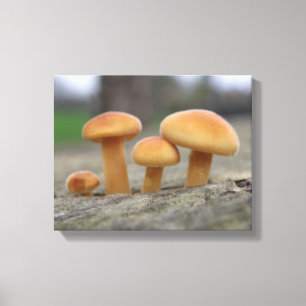 Kleine Paddenstoelen Macro Canvasprint Canvas Afdruk