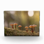 Kleine paddenstoelen Natuur Foto (Voorkant)