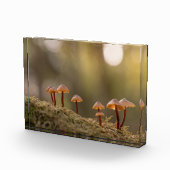Kleine paddenstoelen Natuur Foto (Rechts)