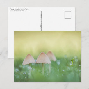 Kleine paddenstoelen Natuur Foto Briefkaart