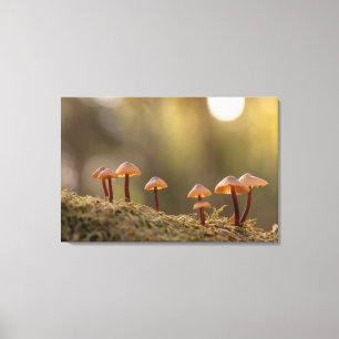 Kleine paddenstoelen Natuur Foto Canvas Afdruk
