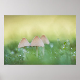 Kleine paddenstoelen Natuur Foto Poster