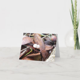 Kleine paddenstoelen op gevouwen Wenskaart Kaart