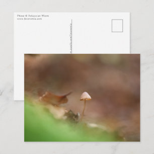 Kleine paddestoel natuurfoto briefkaart