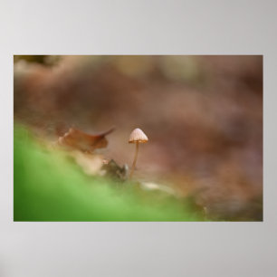 Kleine paddestoel natuurfoto poster