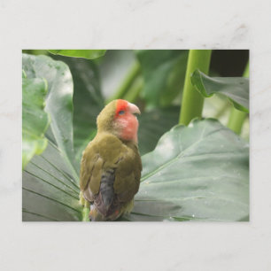 Kleine papegaai briefkaart