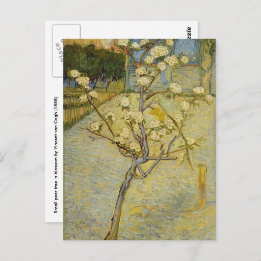 Kleine perenboom in bloesems Briefkaart (Voorkant / Achterkant)