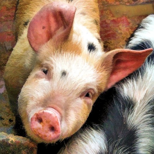 KLEINE PIG-wenskaart